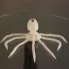 3D Octopus Model