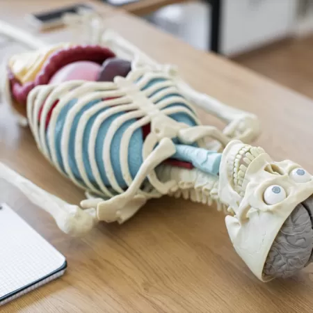 3d Productie Gezondheid