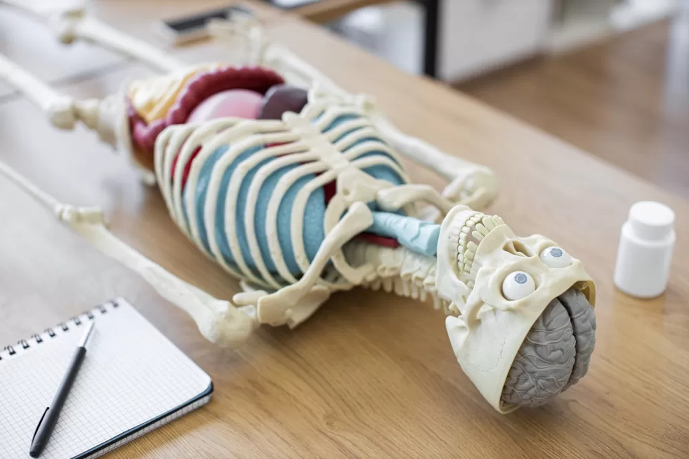 3d Productie Gezondheid