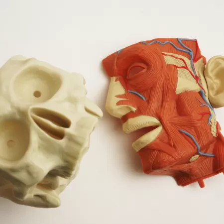 Tandheelkundiged Productie 4